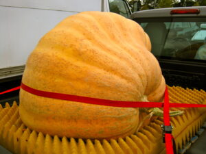 North Fork Giant Pumpkin