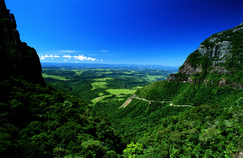 brazil-rainforest