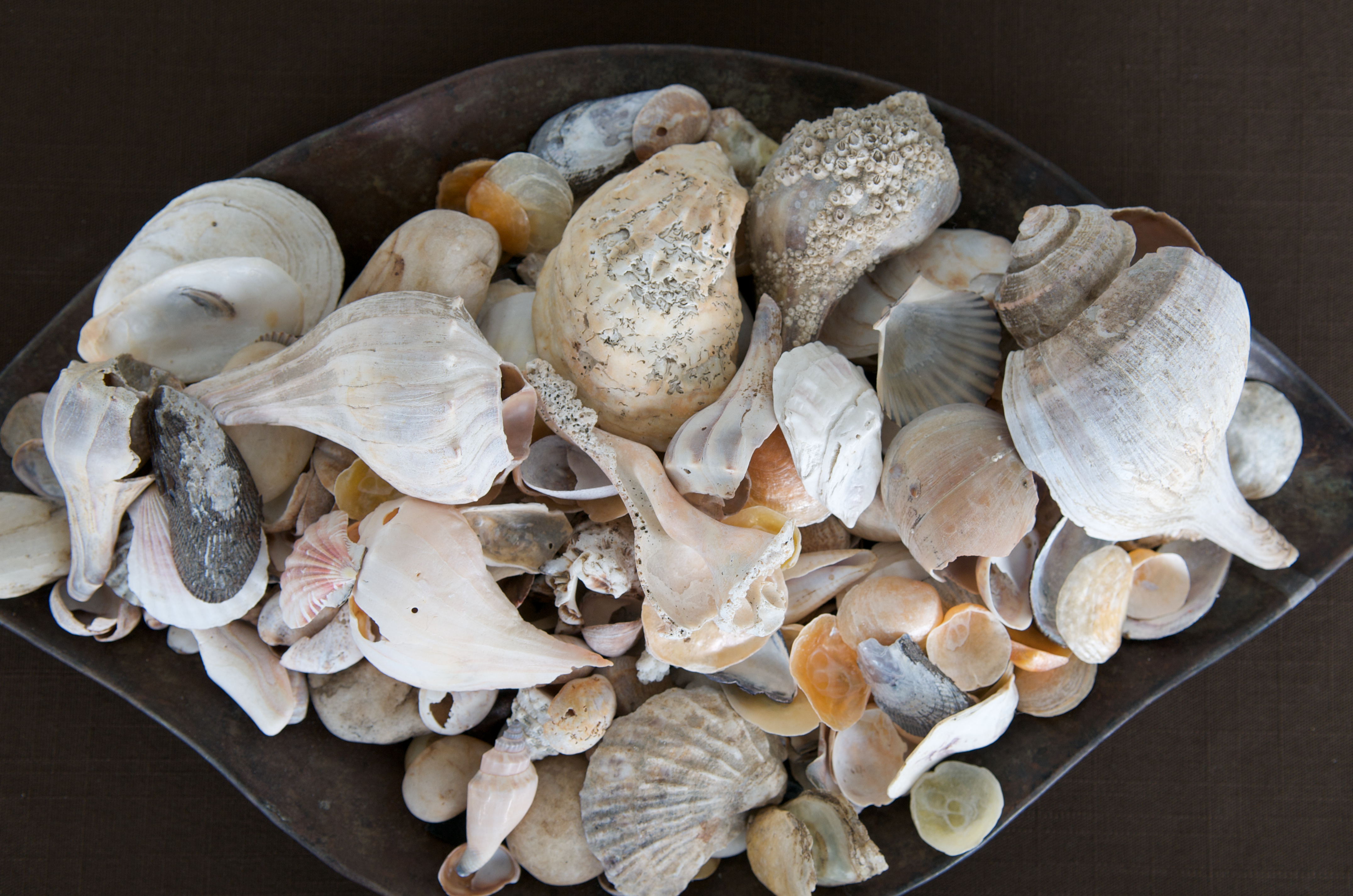 shells, photo by Doug Young  