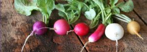 Radishes from the garden