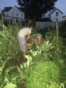 Picking tomatoes in chef's garden at Greenporter Hotel
